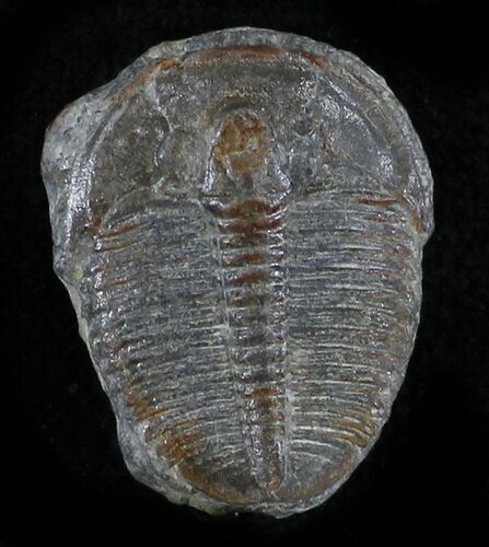 Elrathia Trilobite - Wheeler Shale, Utah #24847